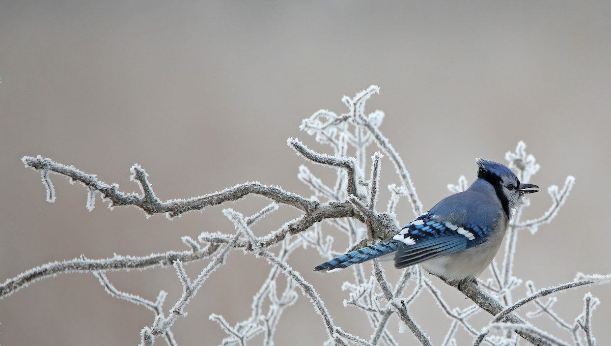 Blauhäher - ML293586081