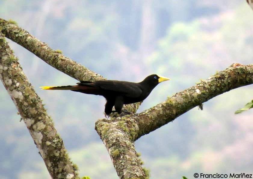 Crested Oropendola - Francisco Mariñez