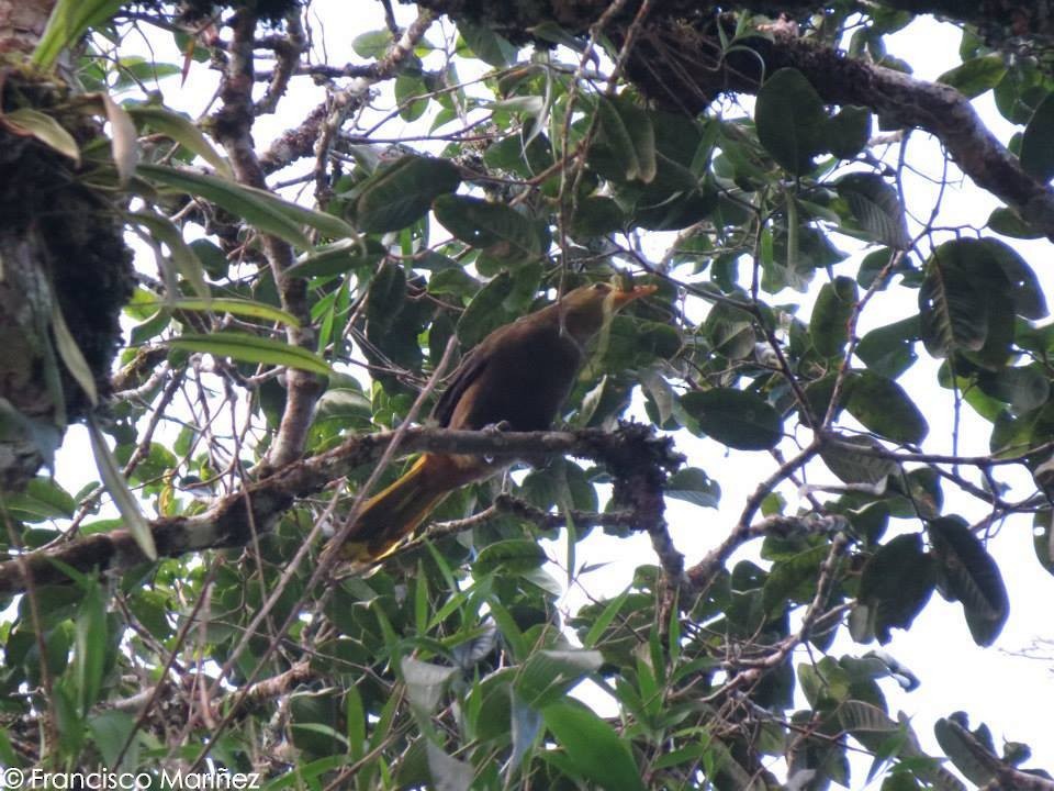 Russet-backed Oropendola - Francisco Mariñez