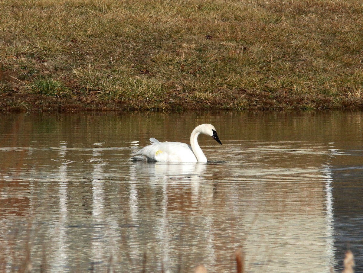 Trumpeter Swan - ML293589341