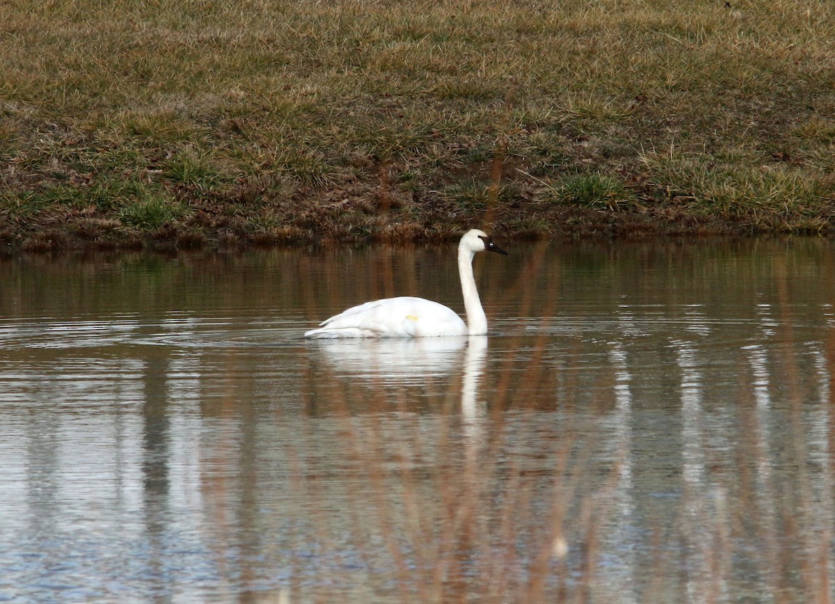 Trumpeter Swan - ML293589351