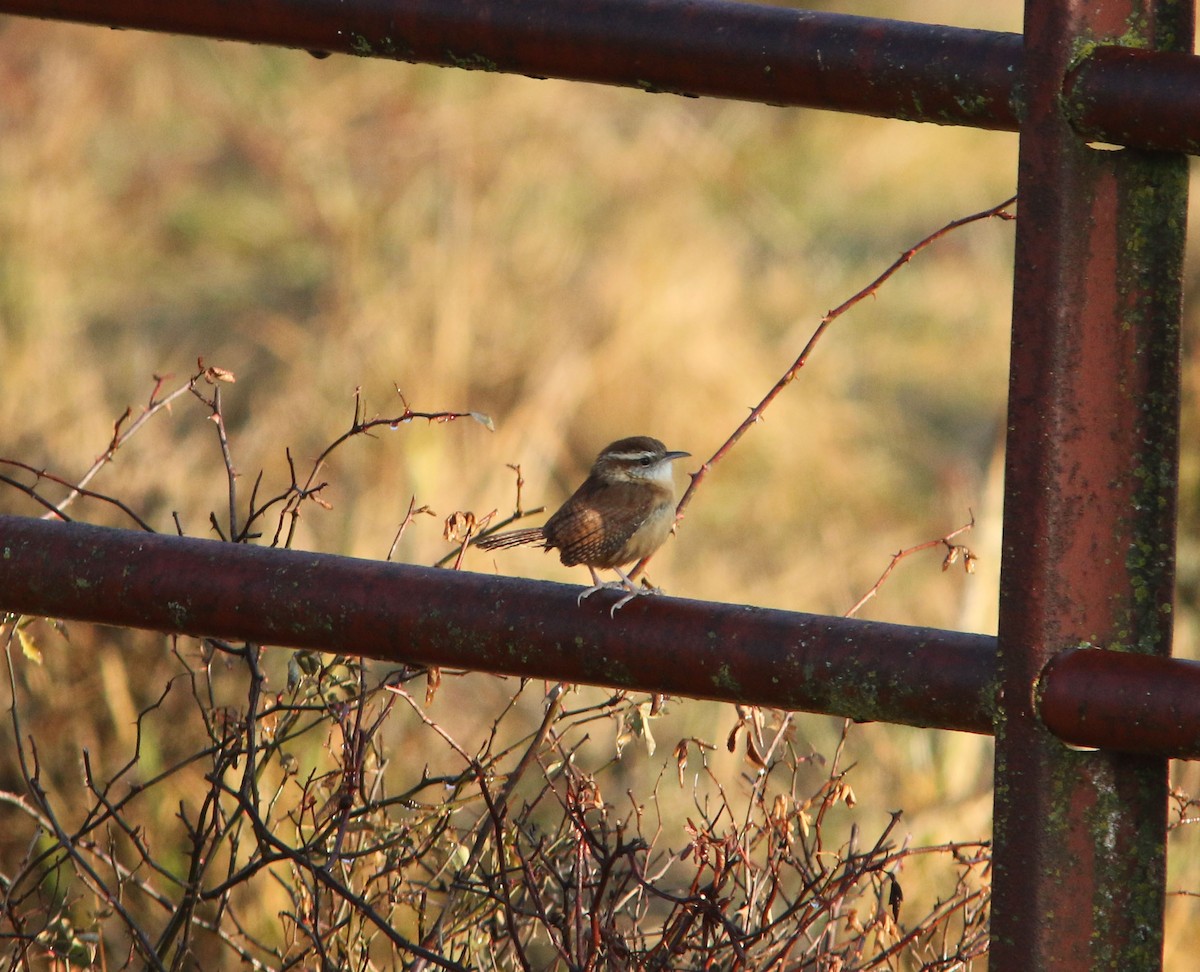 Carolina Wren - ML293590091