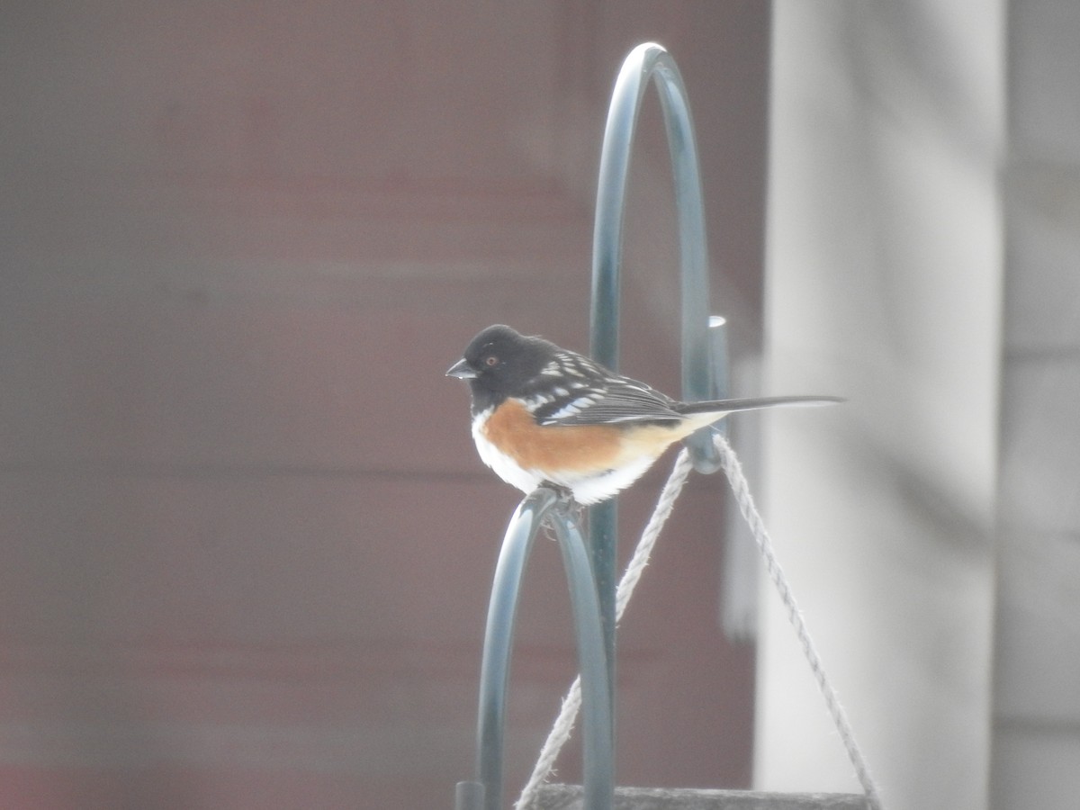 Spotted Towhee - Alex Franzen