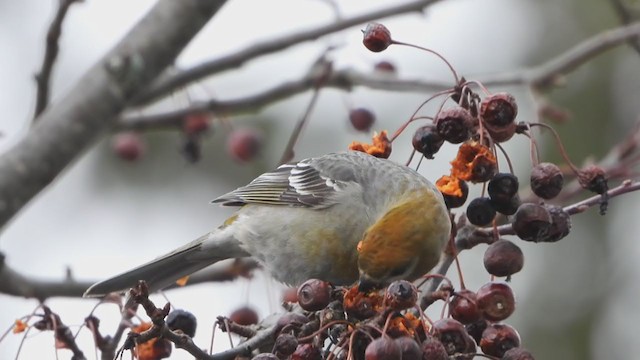 Pine Grosbeak (Taiga) - ML293590491