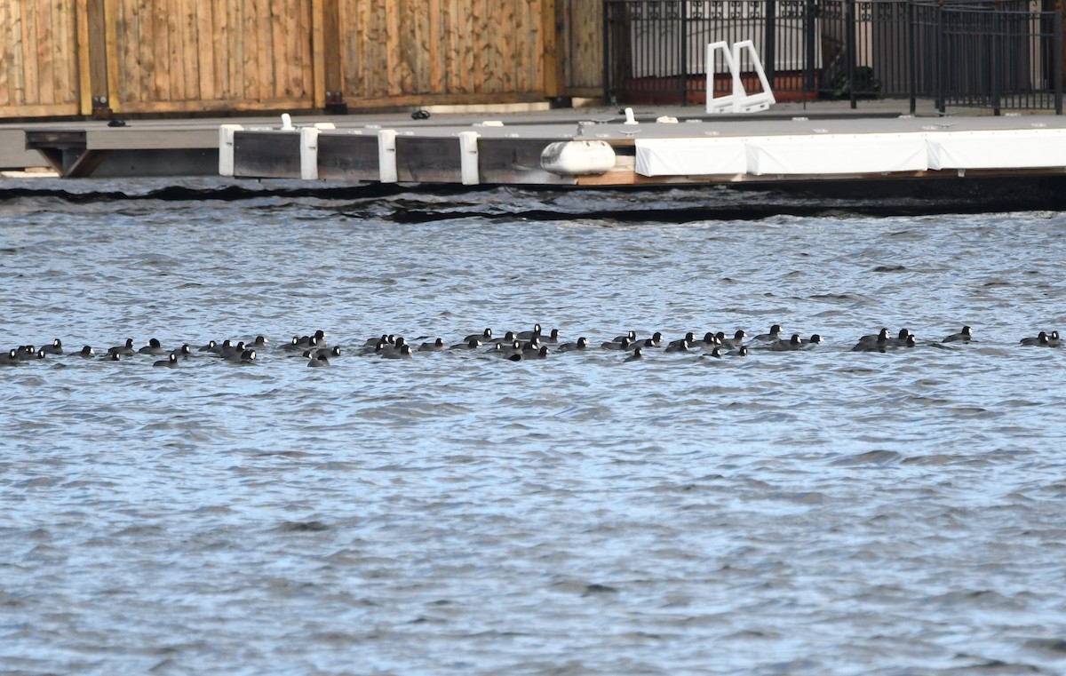 American Coot - ML293591801