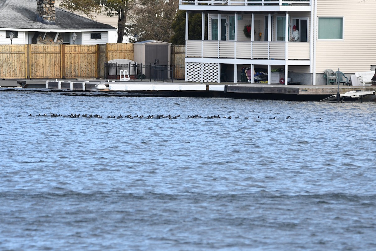 American Coot - ML293591811