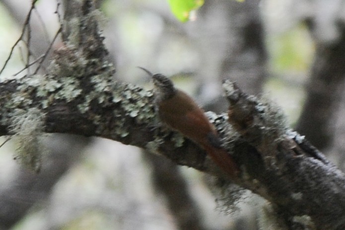 White-striped Woodcreeper - ML293594611