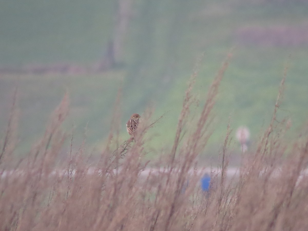Corn Bunting - ML293595601