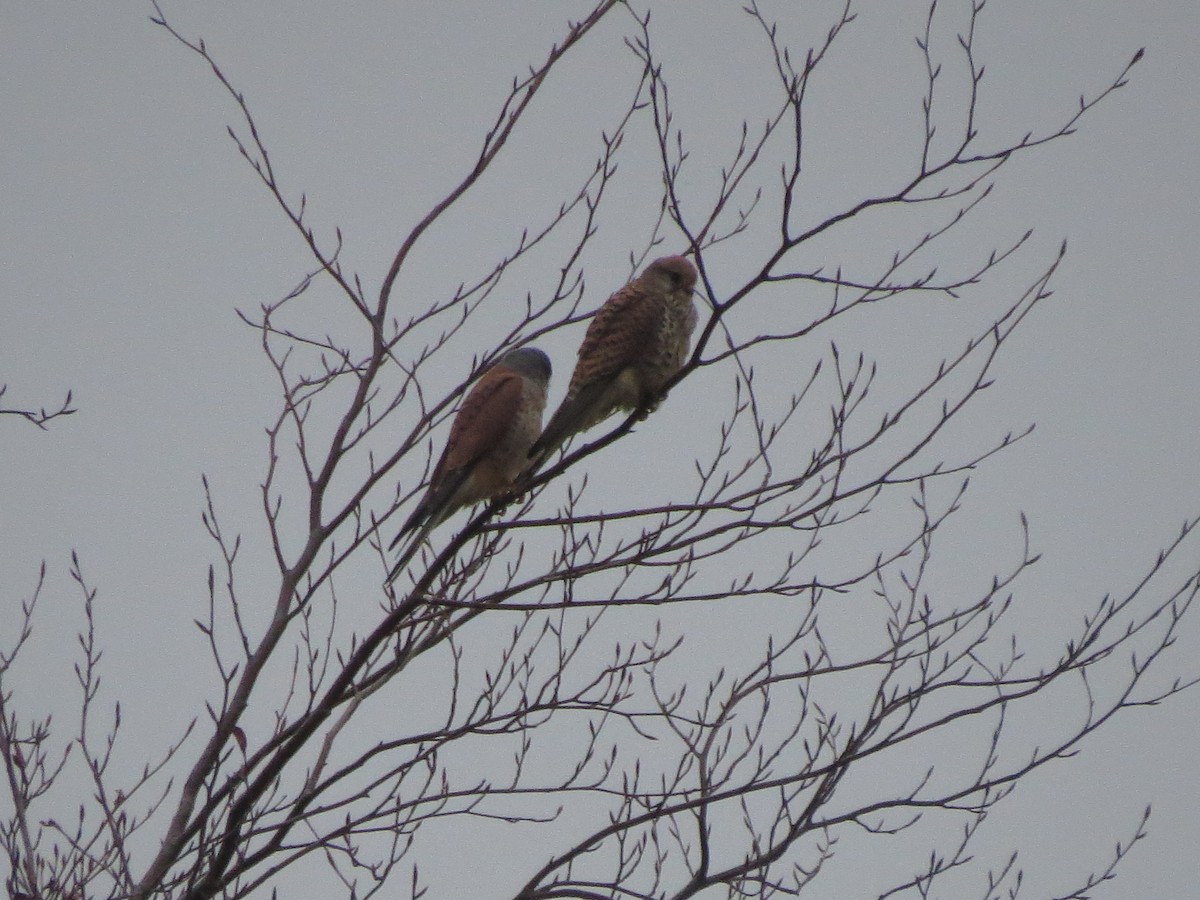 Eurasian Kestrel - ML293595671