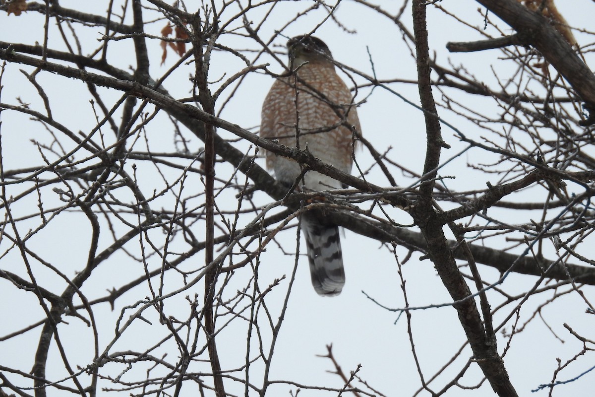 Cooper's Hawk - ML293596131