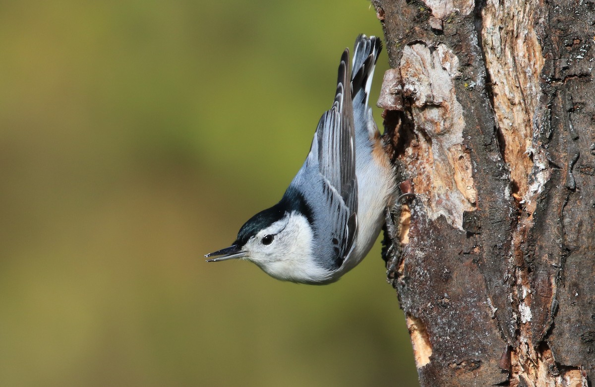 White-breasted Nuthatch - ML293597401