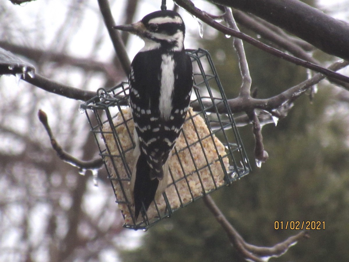 Hairy Woodpecker - ML293599111