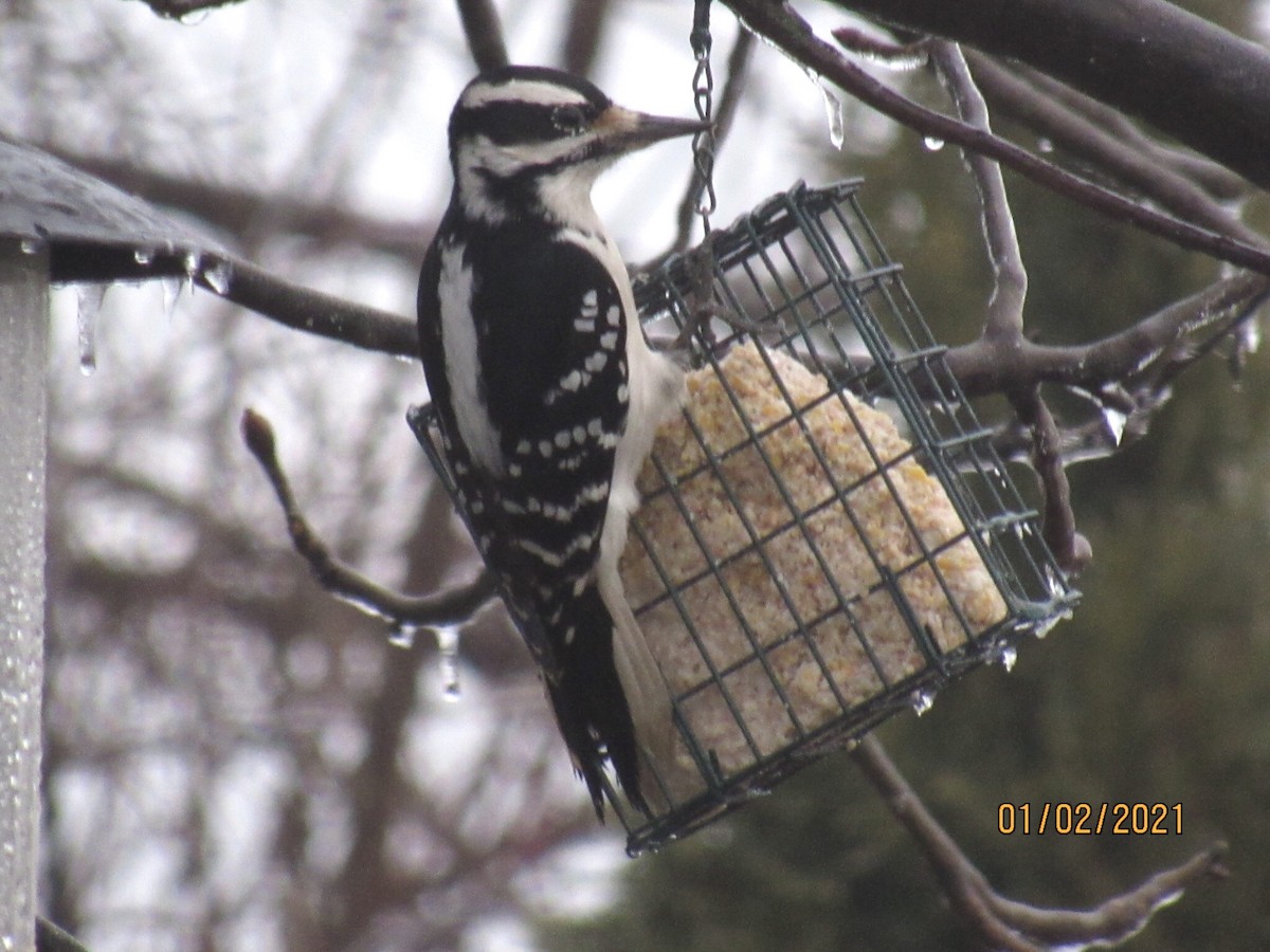 Hairy Woodpecker - ML293599131