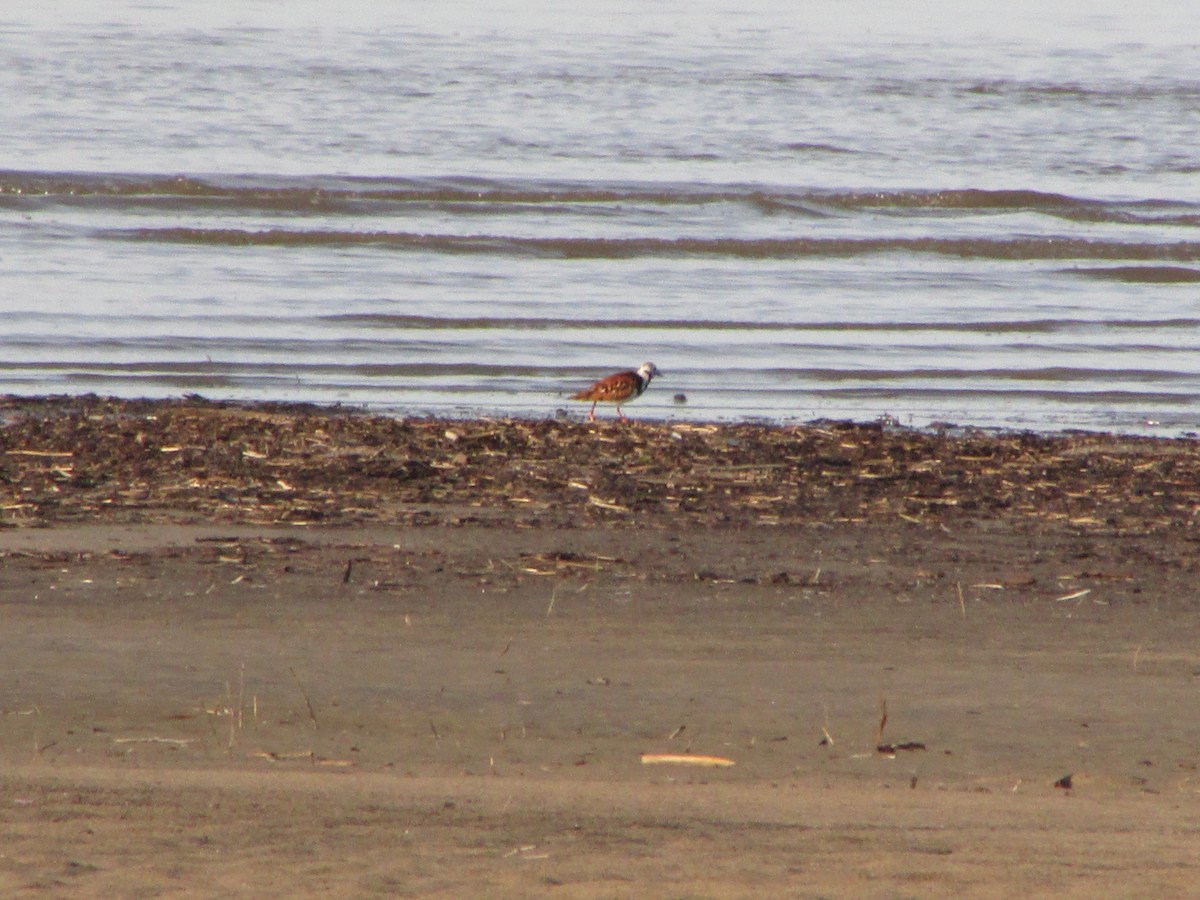 Ruddy Turnstone - Thierry Grandmont