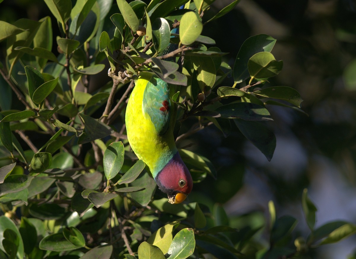 Plum-headed Parakeet - ML293599511