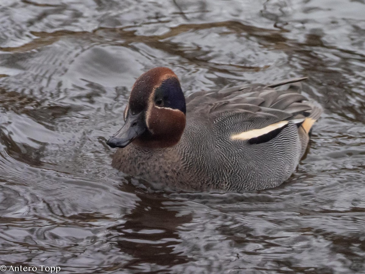 Green-winged Teal - Antero Topp