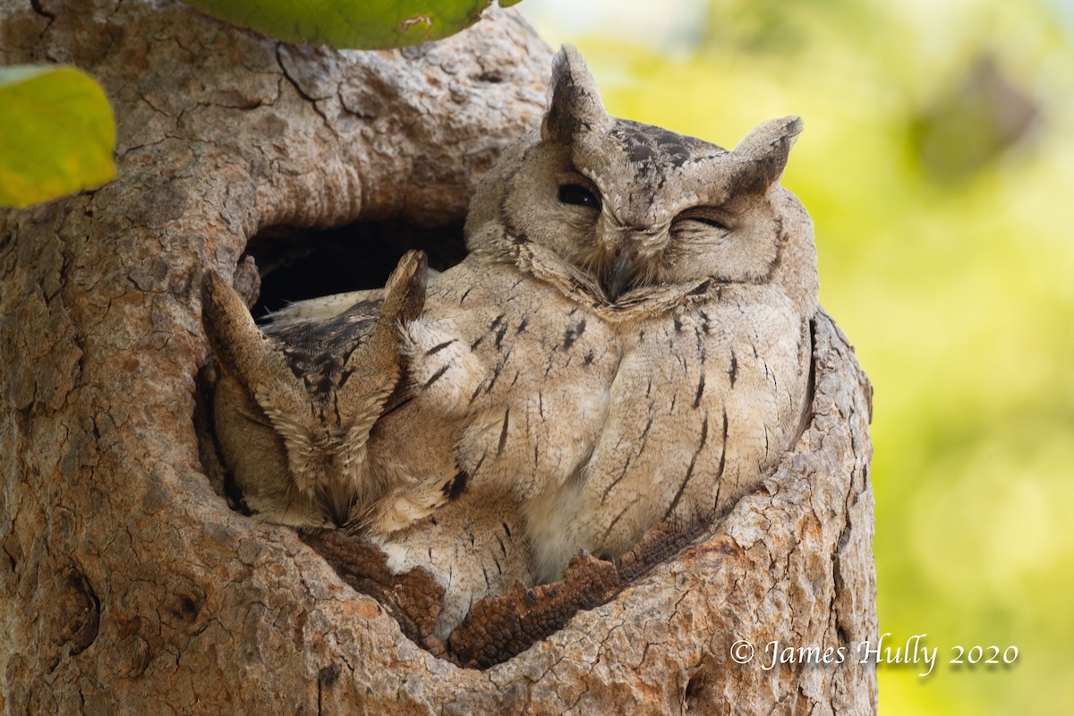 Indian Scops-Owl - ML293602721