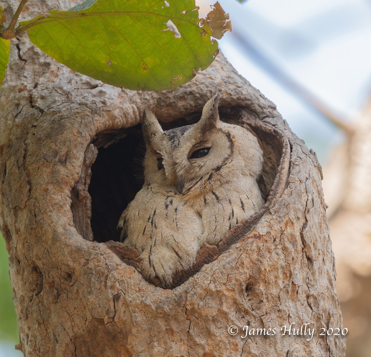 Indian Scops-Owl - ML293602731