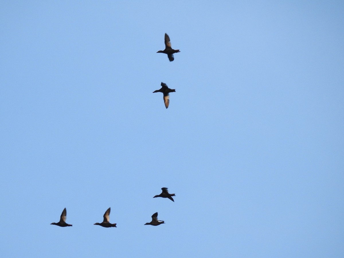 White-winged Scoter - ML29360391