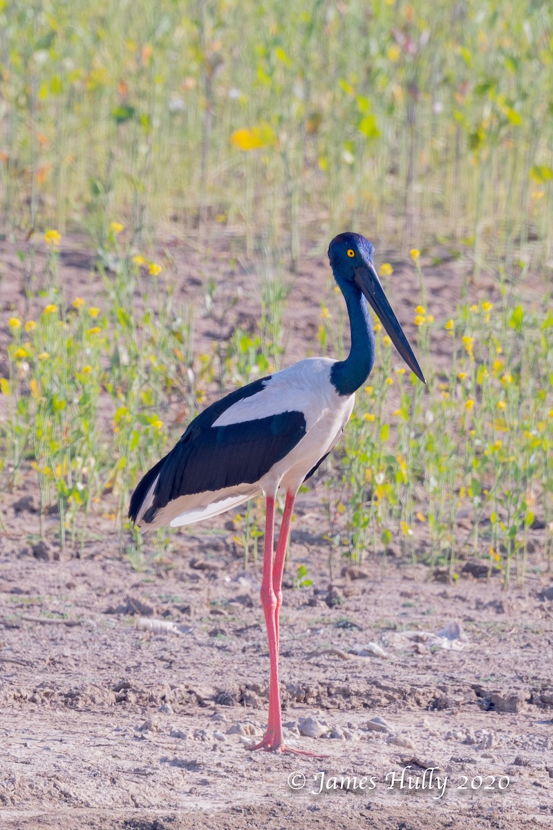 Black-necked Stork - Jim Hully