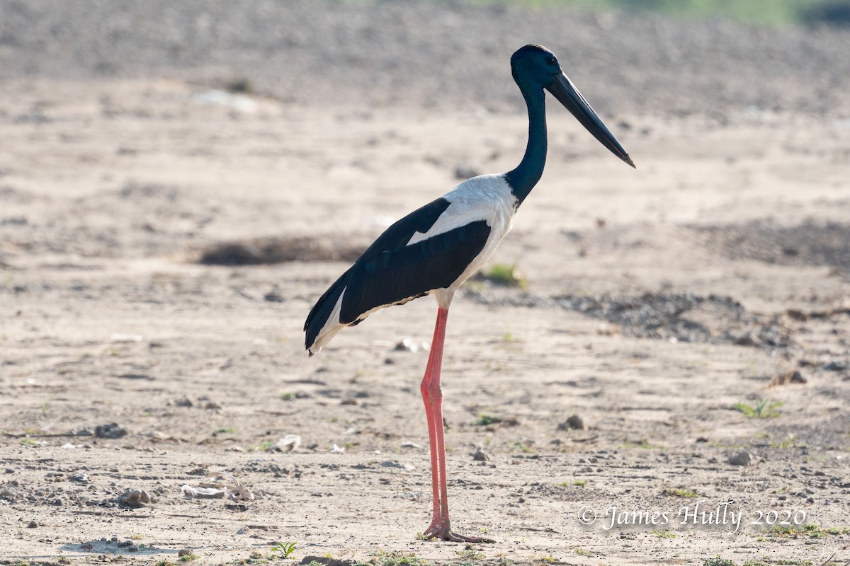 Black-necked Stork - Jim Hully