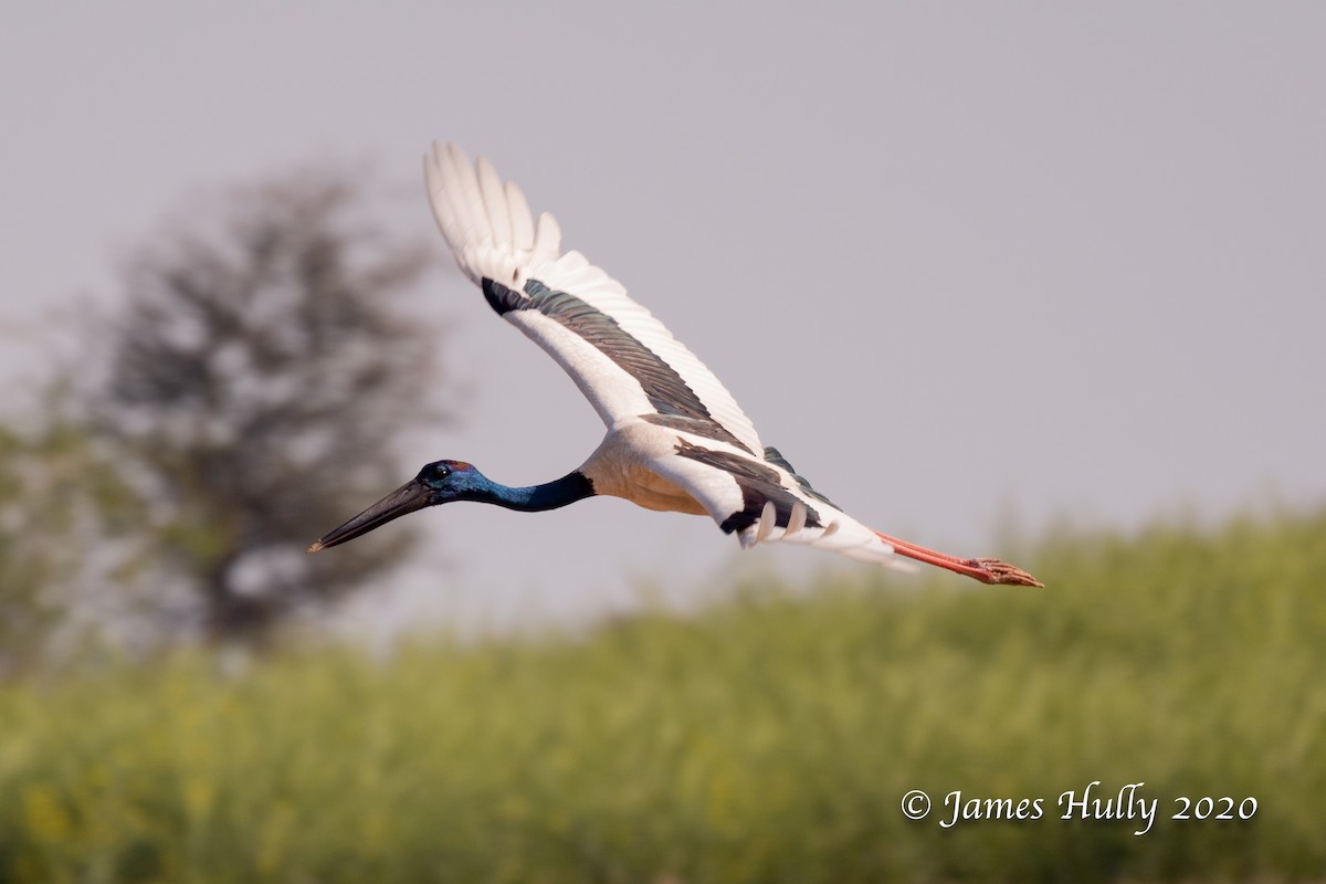 Black-necked Stork - Jim Hully