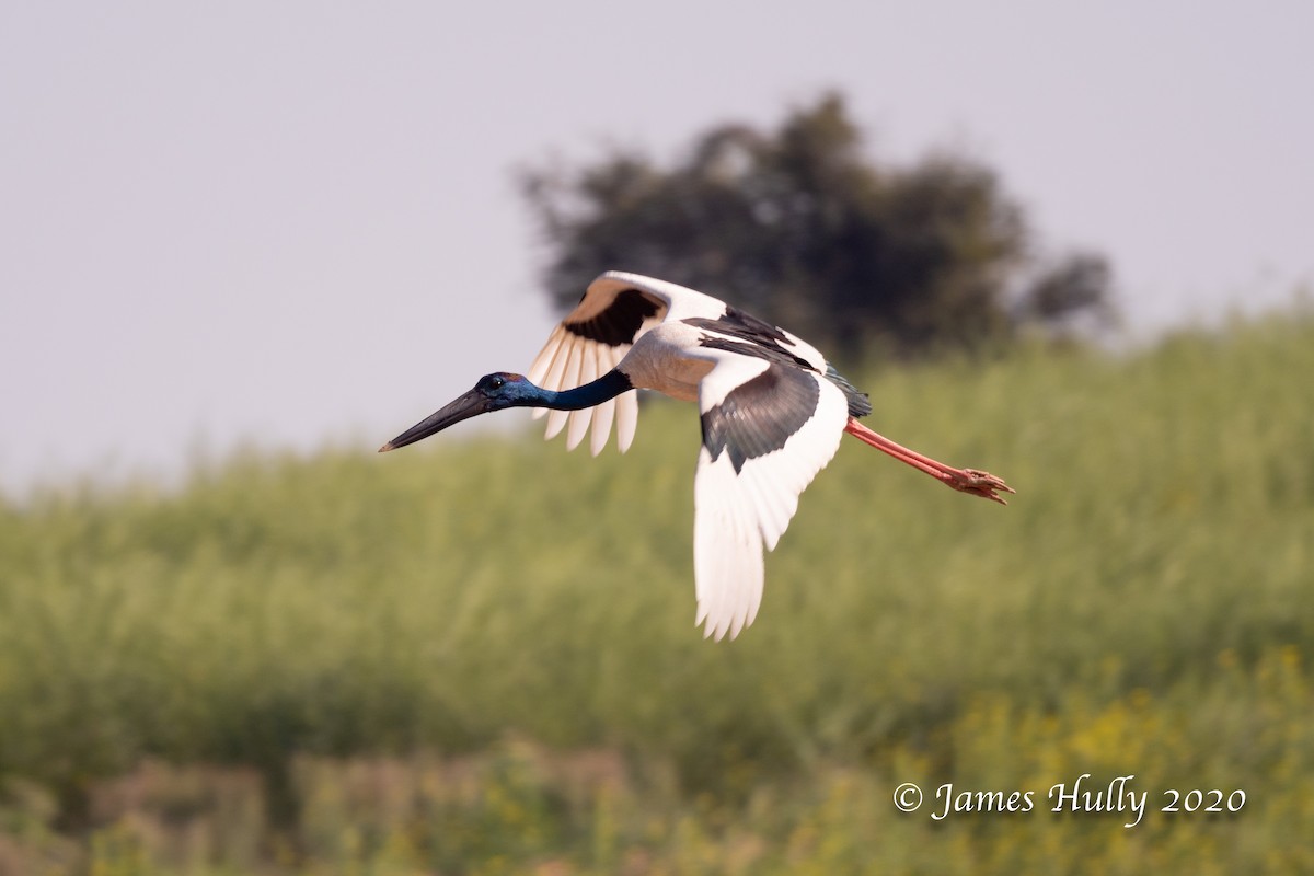 Black-necked Stork - Jim Hully