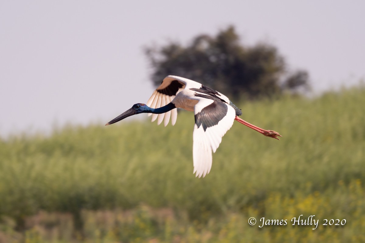 Black-necked Stork - ML293605481