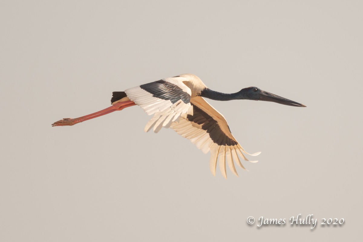 Black-necked Stork - Jim Hully