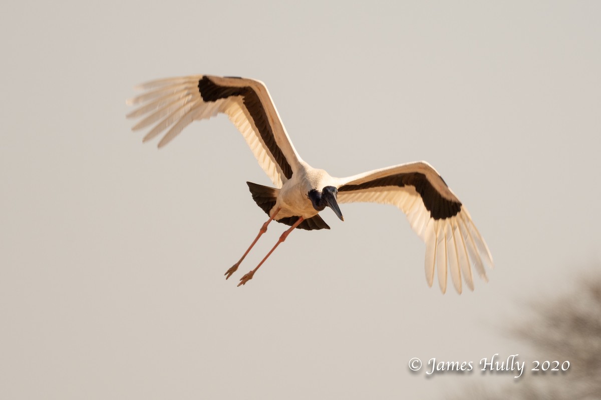 Black-necked Stork - Jim Hully