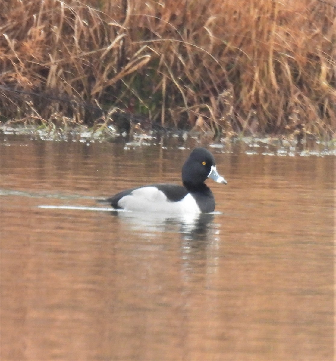 Ring-necked Duck - ML293606091