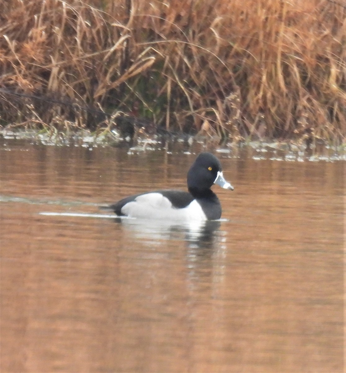 Ring-necked Duck - ML293606091