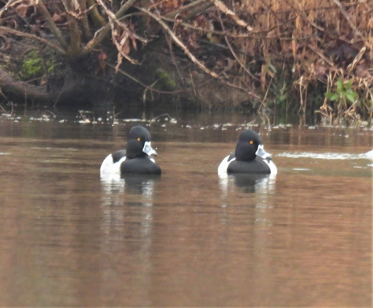 Ring-necked Duck - ML293606341