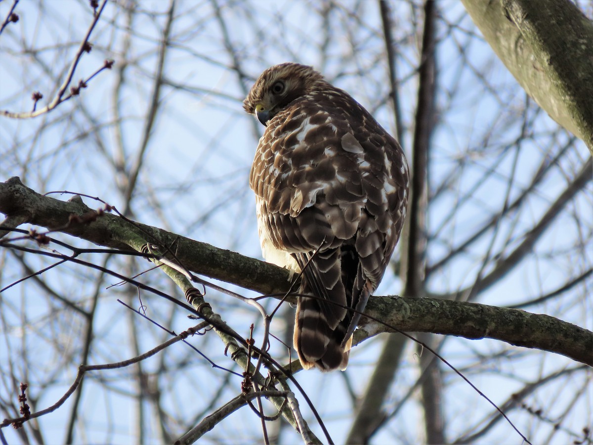 Red-shouldered Hawk - Clayton  Koonce