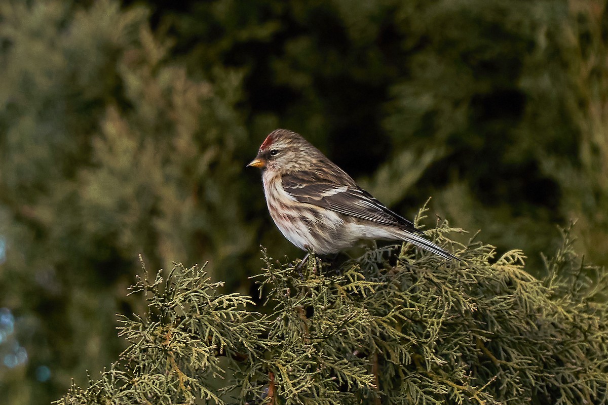 Lesser Redpoll - ML293608101