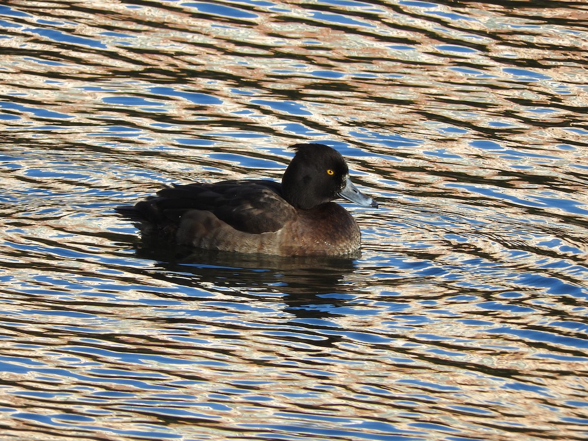 Tufted Duck - ML293609221