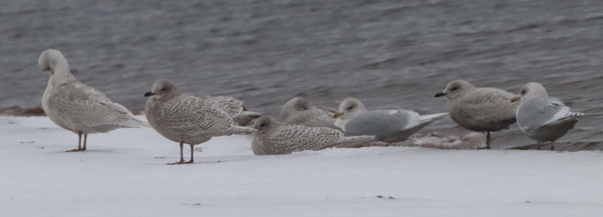 Iceland Gull (kumlieni) - ML293609961