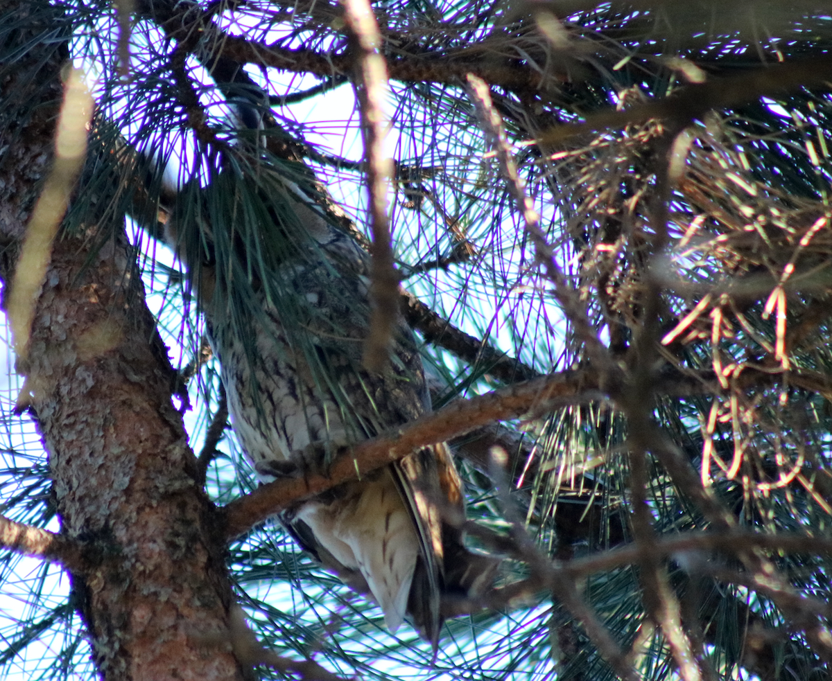 Long-eared Owl - ML293610041