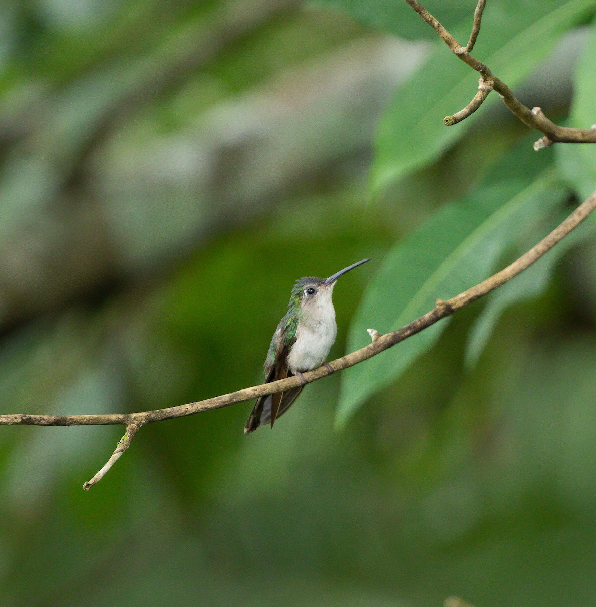 Wedge-tailed Sabrewing (Long-tailed) - Per Smith