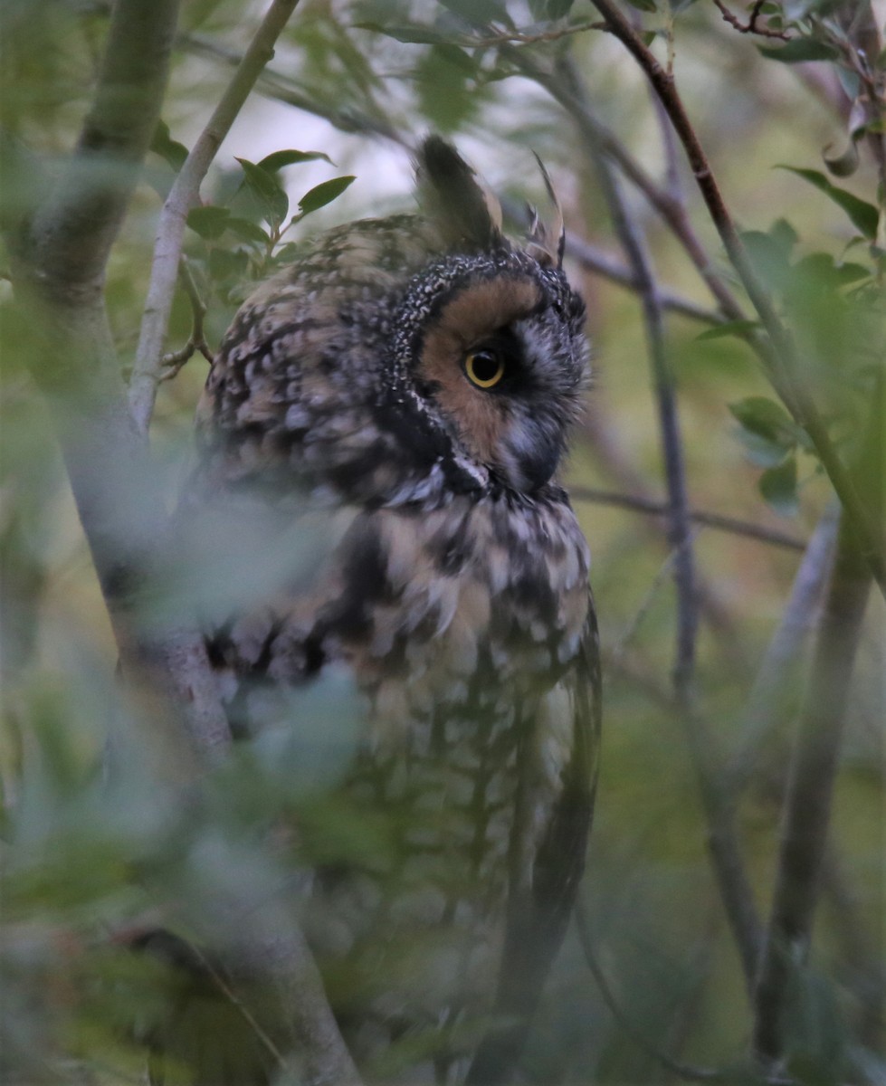 Long-eared Owl - ML293611731