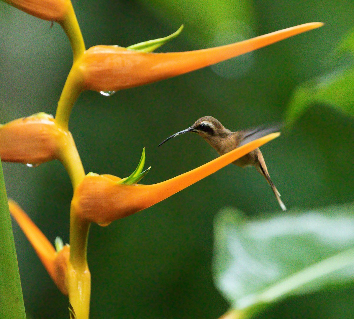 Пестрогорлый колибри-отшельник - ML293612151