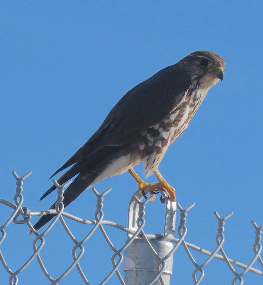 Merlin - ML293612271