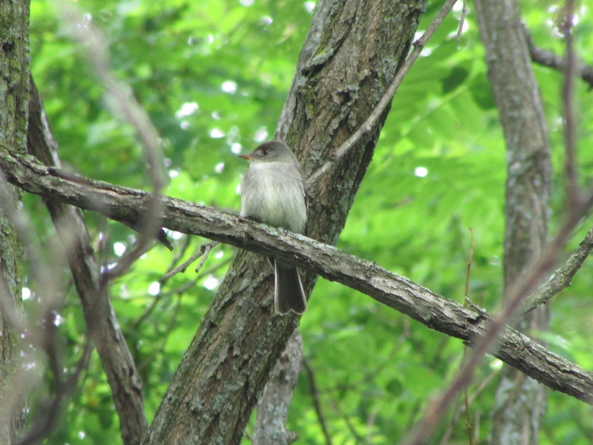 Eastern Wood-Pewee - ML293612681