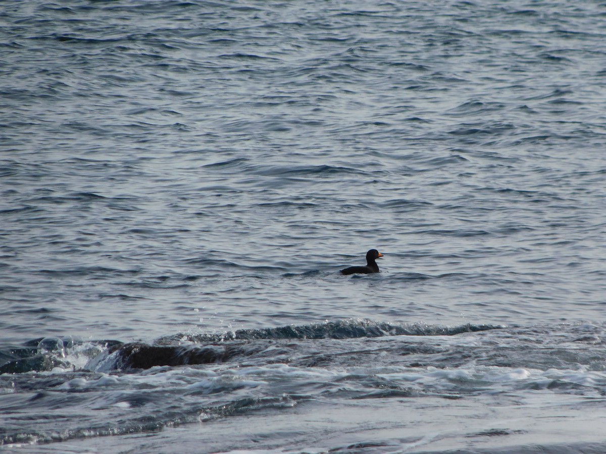 Black Scoter - ML293612921