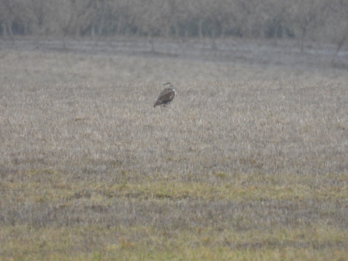 Ferruginous Hawk - ML293613191