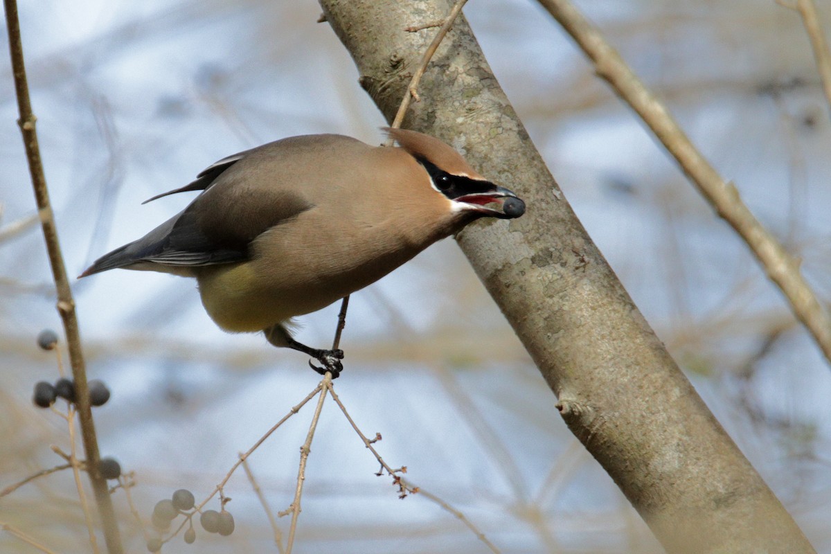 Cedar Waxwing - ML293614201