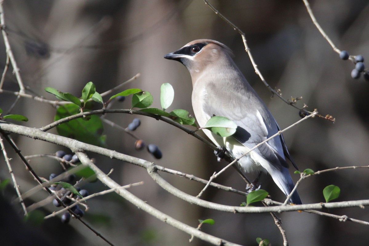Cedar Waxwing - ML293614221
