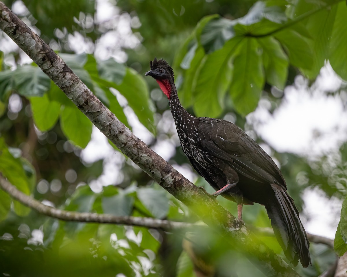 Crested Guan - ML293614731