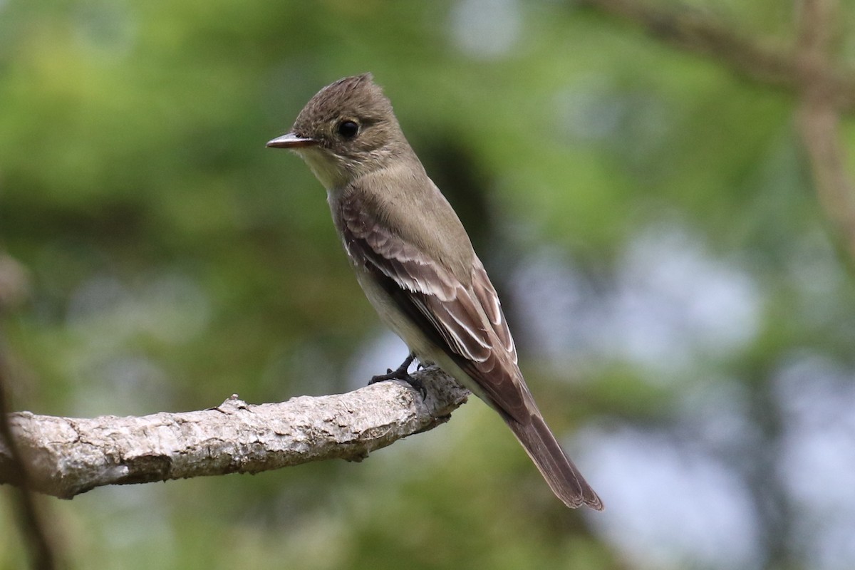 Western Wood-Pewee - ML29361481