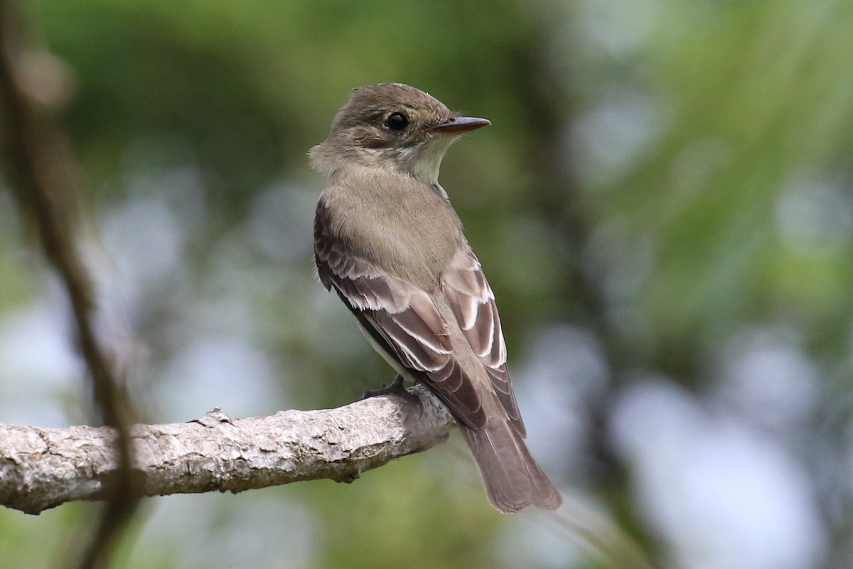 Western Wood-Pewee - Dan Jones